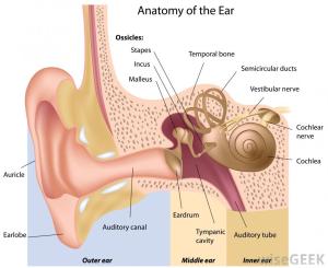ear-diagram-chart